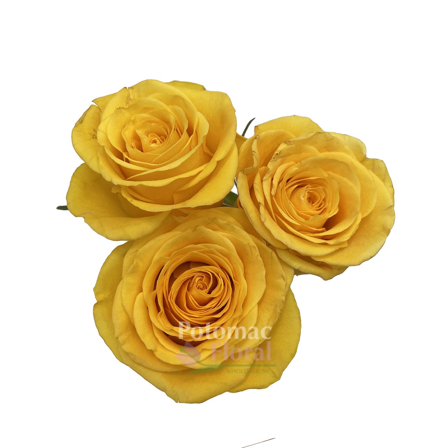 Brighton Rose Bright Yellow, 40 cm Potomac Floral Wholesale